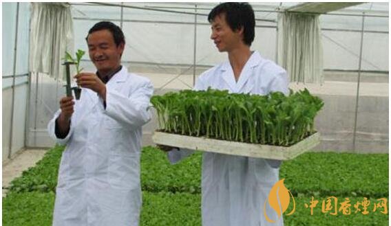 煙草專業(yè)大學(xué)排名，煙草專業(yè)就業(yè)前景好