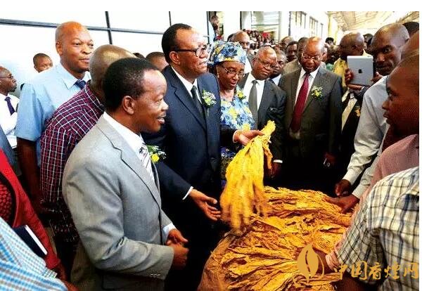 津巴布韋煙葉為什么好，黃金煙葉成為國寶