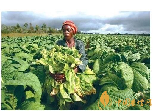 津巴布韋煙葉為什么好，黃金煙葉成為國寶