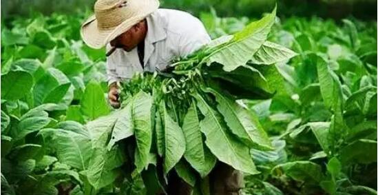 煙草品種有哪些 中國(guó)煙草種類(lèi)及區(qū)別